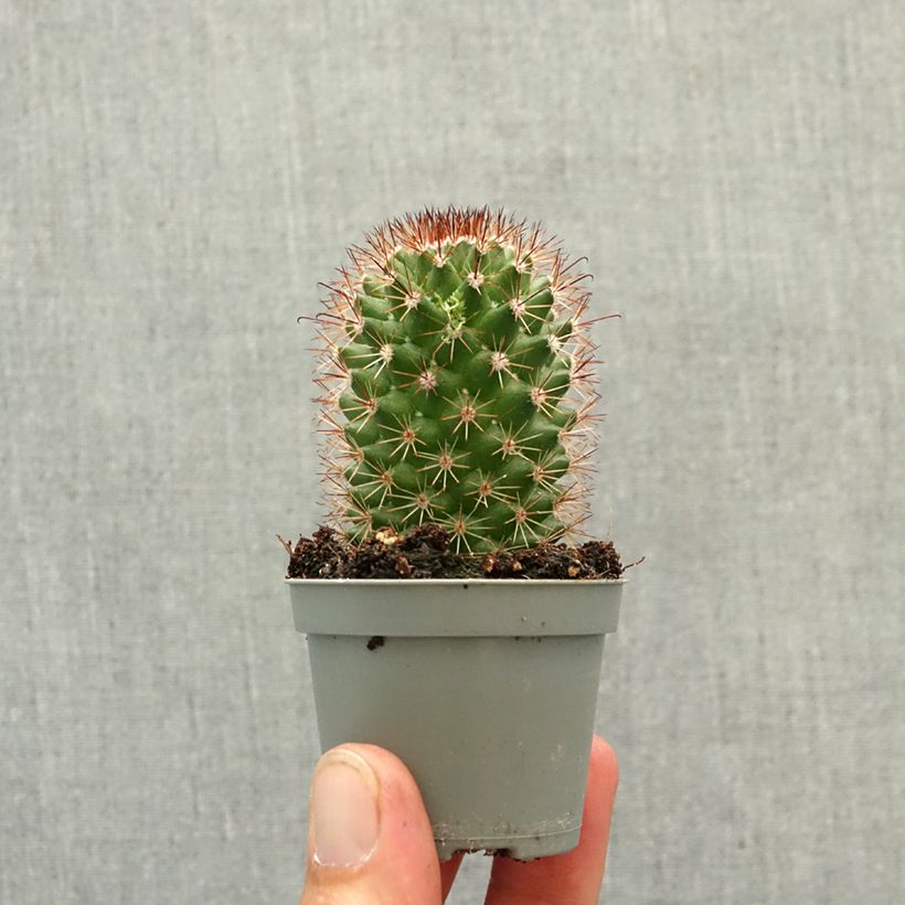 Cactus - Mammillaria ruestii Mini-plante esemplare consegnato in primavera