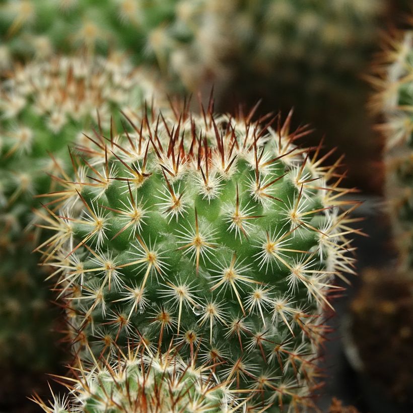 Cactus - Mammillaria spinosissima f. rubrispina  (Fogliame)