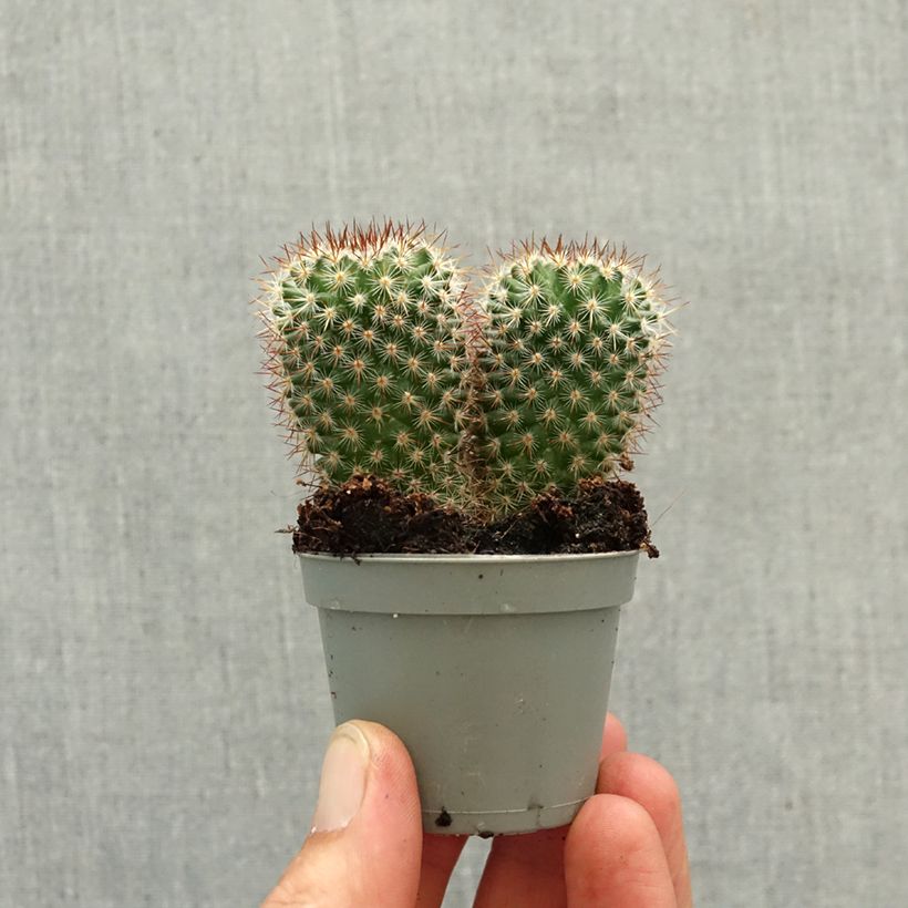 Cactus Mammillaria spinosissima f. rubrispina  mini-pianta esemplare consegnato in primavera