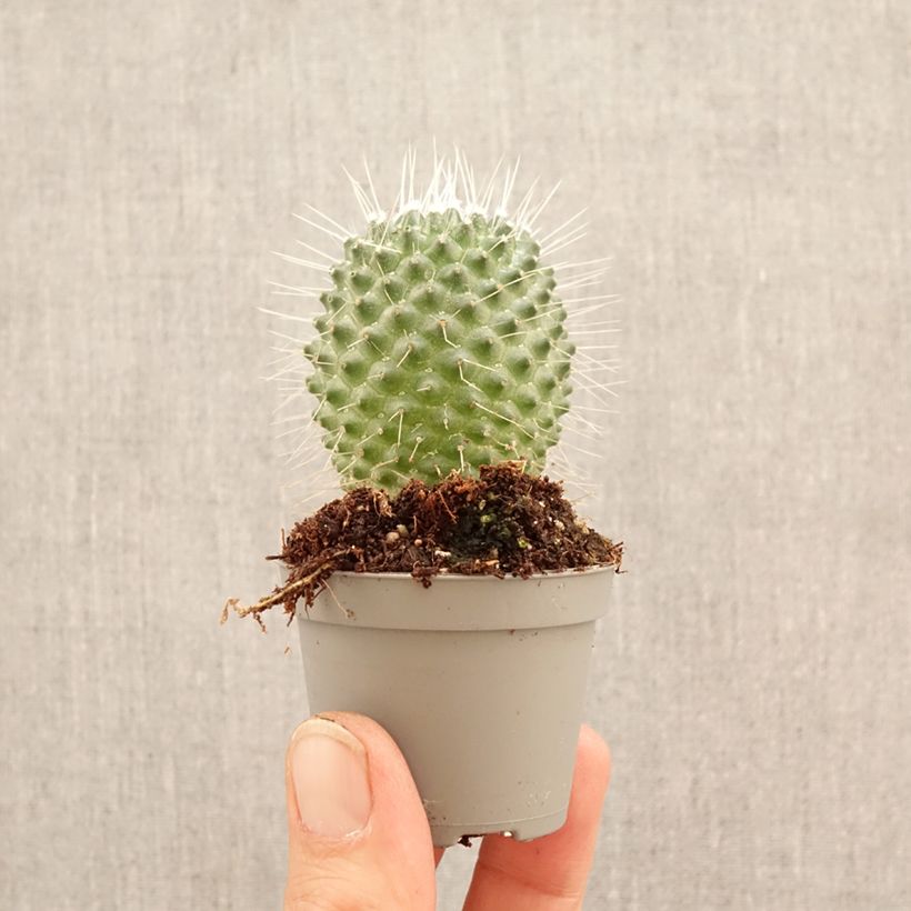 Cactus - Mammillaria Un Pico mini-pianta esemplare consegnato in primavera