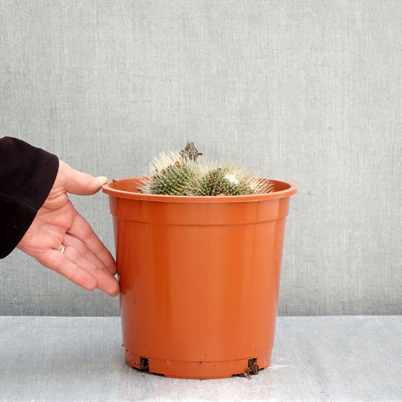 Esemplare di Cactus - Mammillaria Un Pico Vaso da 4L/5L come consegnato in autunno
