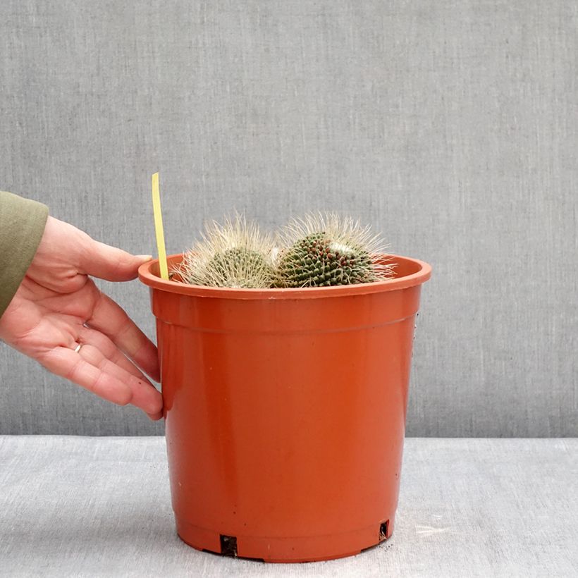 Cactus - Mammillaria Un Pico Vaso da 4L/5L esemplare consegnato in inverno