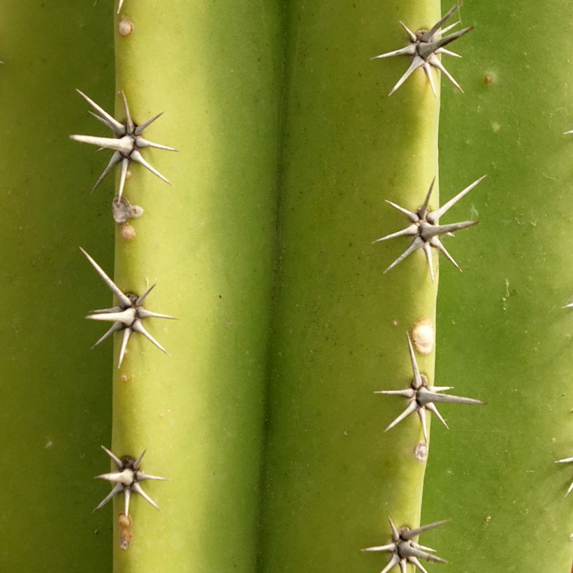 Cactus - Polaskia chende (Fogliame)