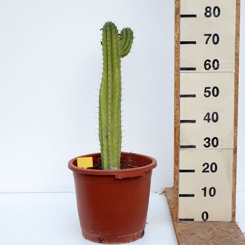 Esemplare di Cactus - Polaskia chende Vaso da 12L/15L come consegnato in autunno