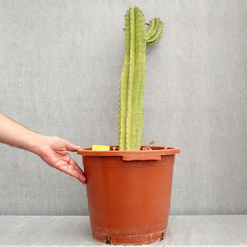 Esemplare di Cactus - Polaskia chende Vaso da 12L/15L consegnato in estate