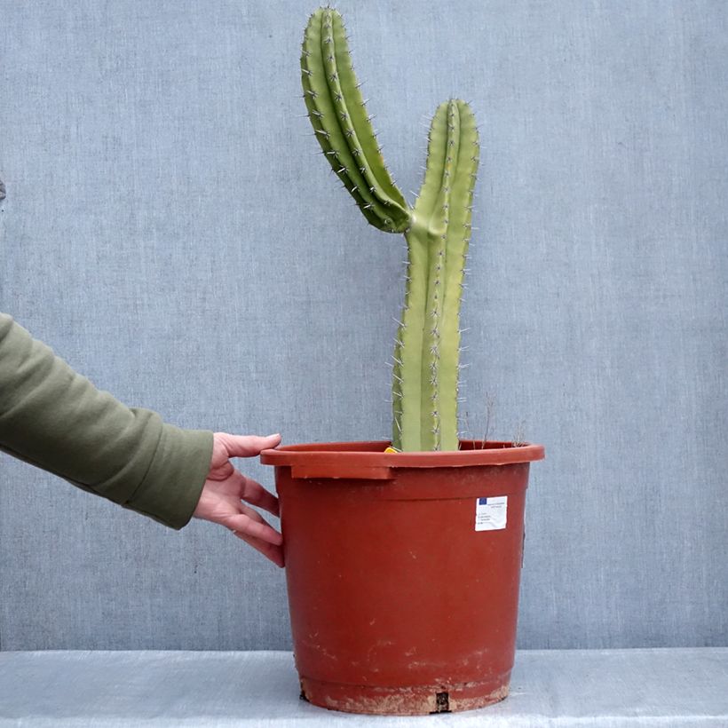 Cactus - Polaskia chende Vaso da 12L/15L esemplare consegnato in inverno