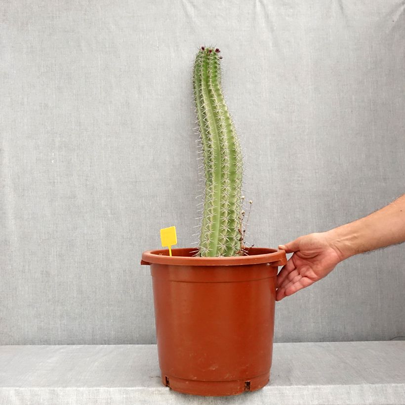 Esemplare di Cactus - Stenocereus griseus Vaso da 12L/15L consegnato in estate
