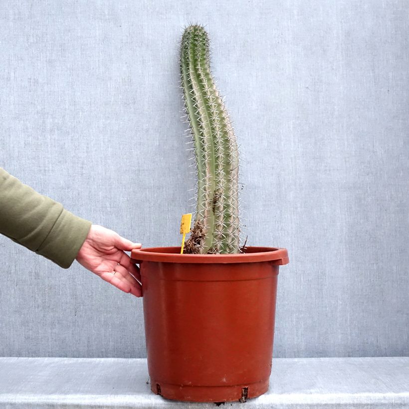 Cactus - Stenocereus griseus Vaso da 12L/15L esemplare consegnato in inverno
