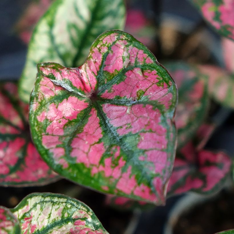 Caladium Purple Light - Caladio (Fogliame)