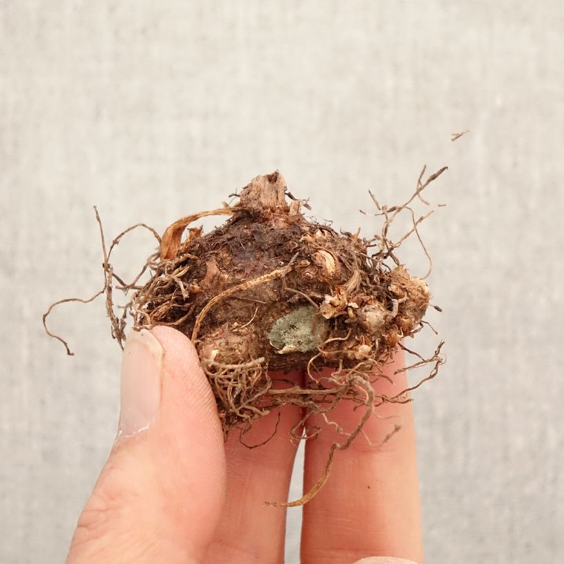 Caladium Tapestry - Caladio Bulbo taglia I esemplare consegnato in primavera