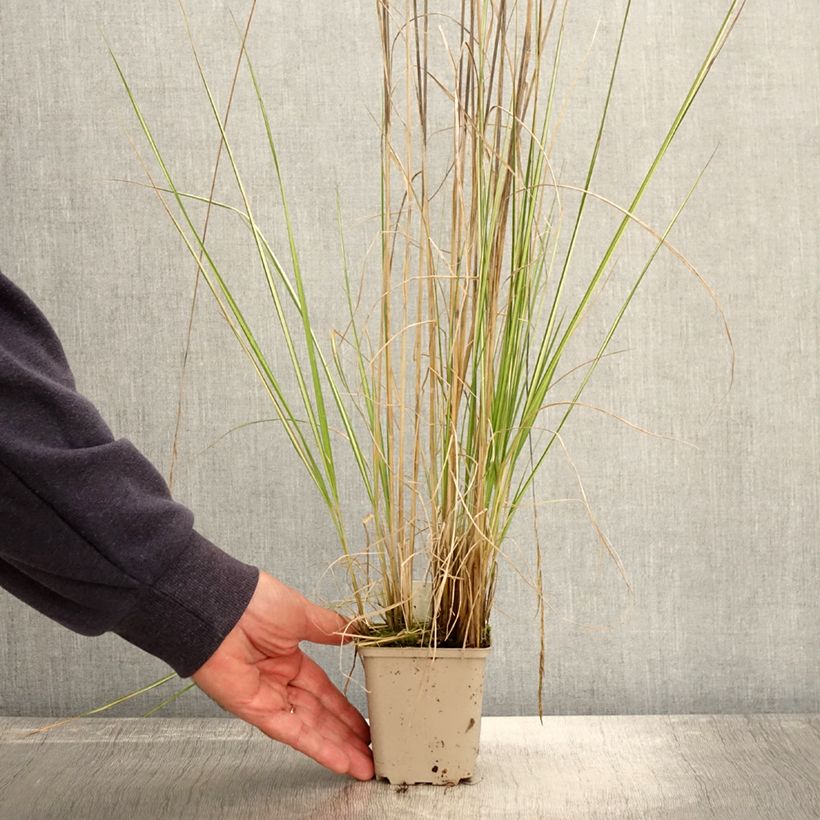 Esemplare di Calamagrostis acutiflora Avalanche Vasetto da 8/9 cm come consegnato in autunno