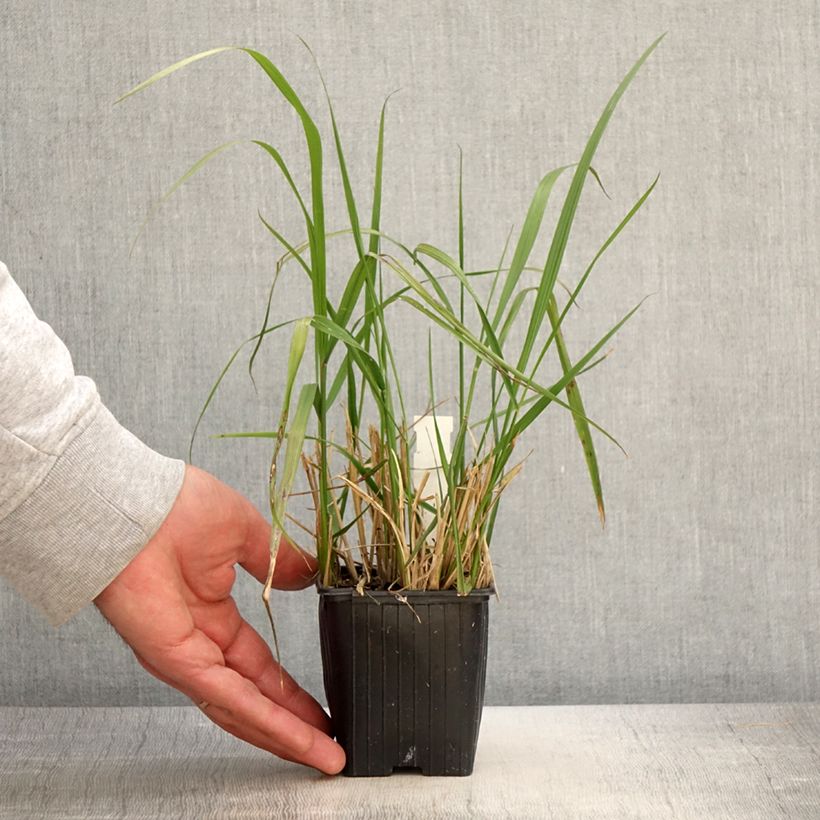 Calamagrostis acutiflora Eldorado Vasetto da 8/9 cm esemplare consegnato in primavera