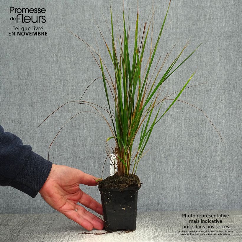 Esemplare di Calamagrostis acutiflora Karl Foerster Vasetto da 8/9 cm come consegnato in autunno