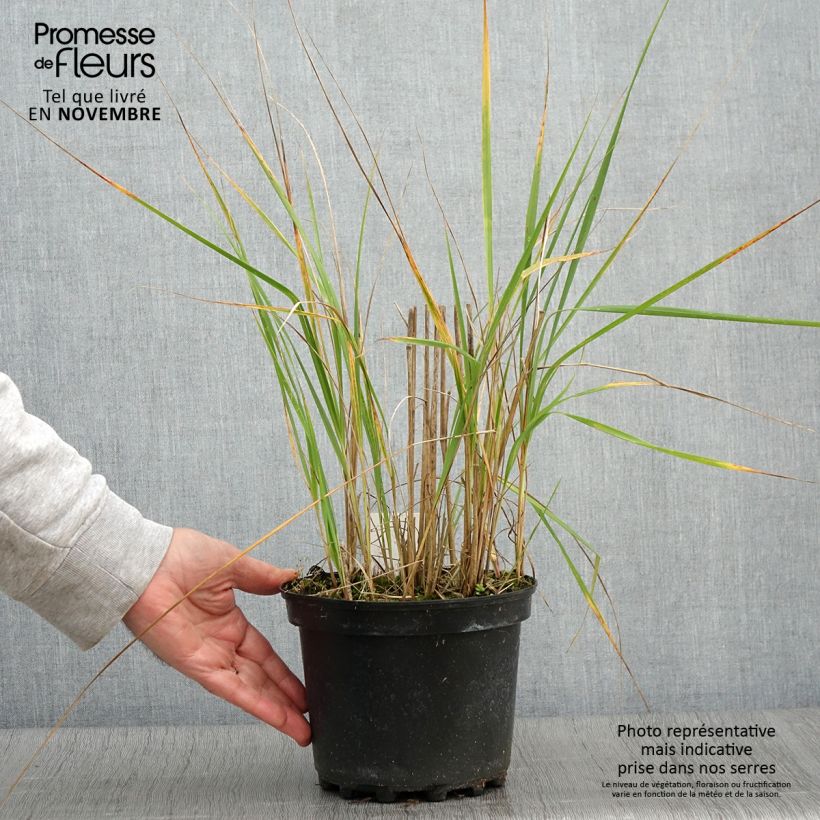 Esemplare di Calamagrostis acutiflora Karl Foerster Vaso da 2L/3L come consegnato in autunno