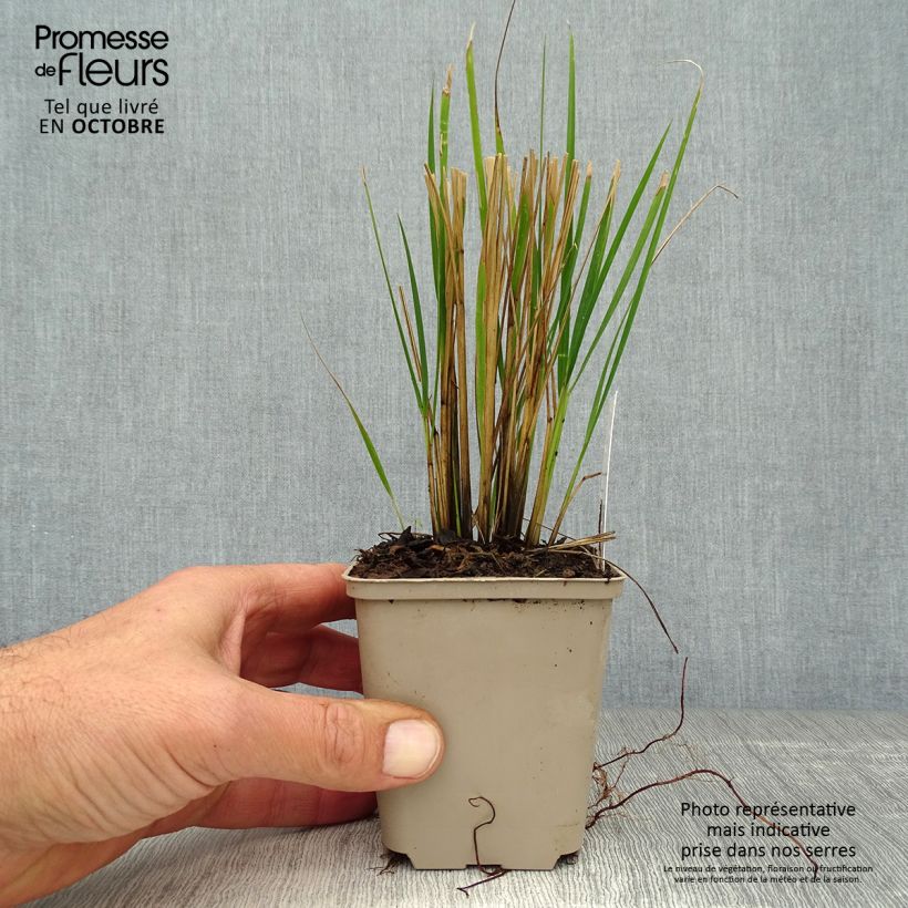Esemplare di Calamagrostis acutiflora Waldenbuch Vasetto da 8/9 cm come consegnato in autunno