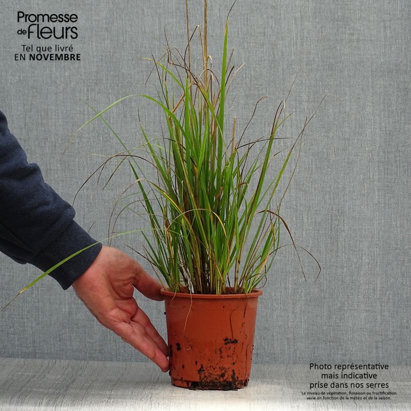 Esemplare di Calamagrostis acutiflora Waldenbuch Vaso da 1L/1,5L come consegnato in autunno