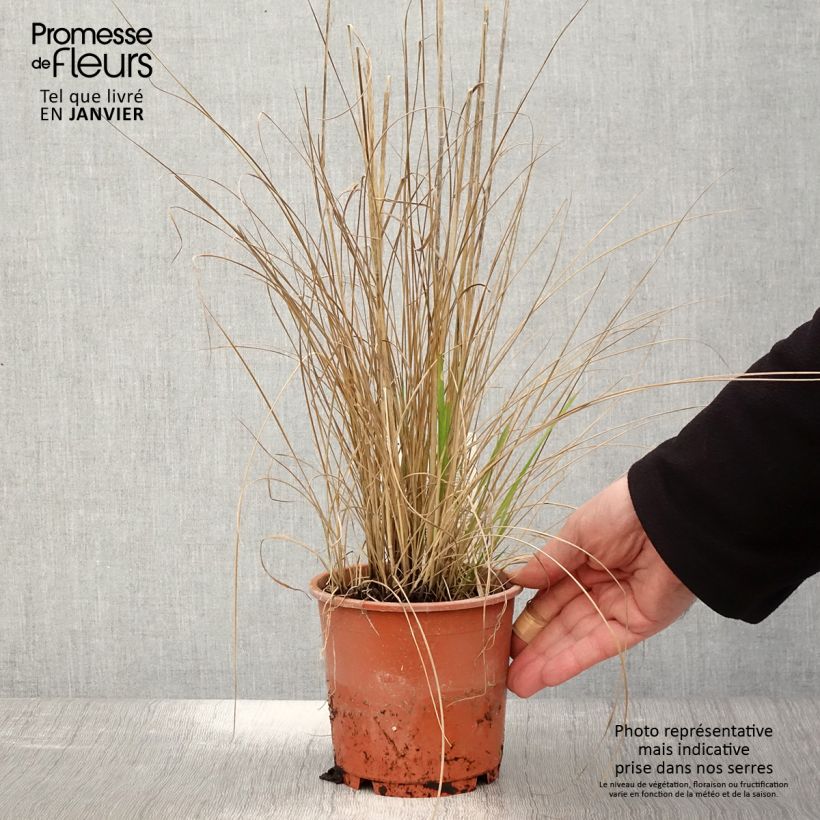 Calamagrostis acutiflora Waldenbuch Vaso da 1L/1,5L esemplare consegnato in inverno