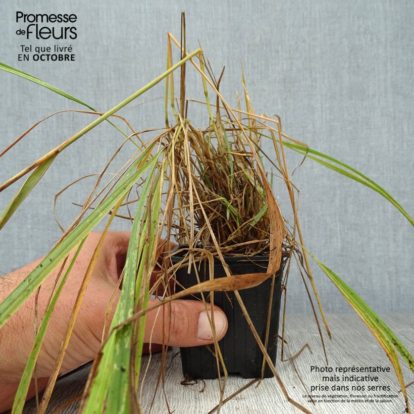 Esemplare di Calamagrostis brachytricha Vasetto da 8/9 cm come consegnato in autunno
