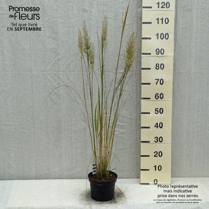 Esemplare di Calamagrostis brachytricha Vaso da 3L/4L come consegnato in autunno