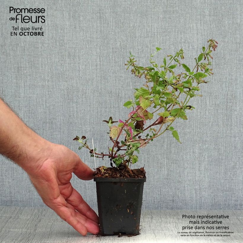 Esemplare di Calamintha grandiflora - Mentuccia Vasetto da 8/9 cm come consegnato in autunno