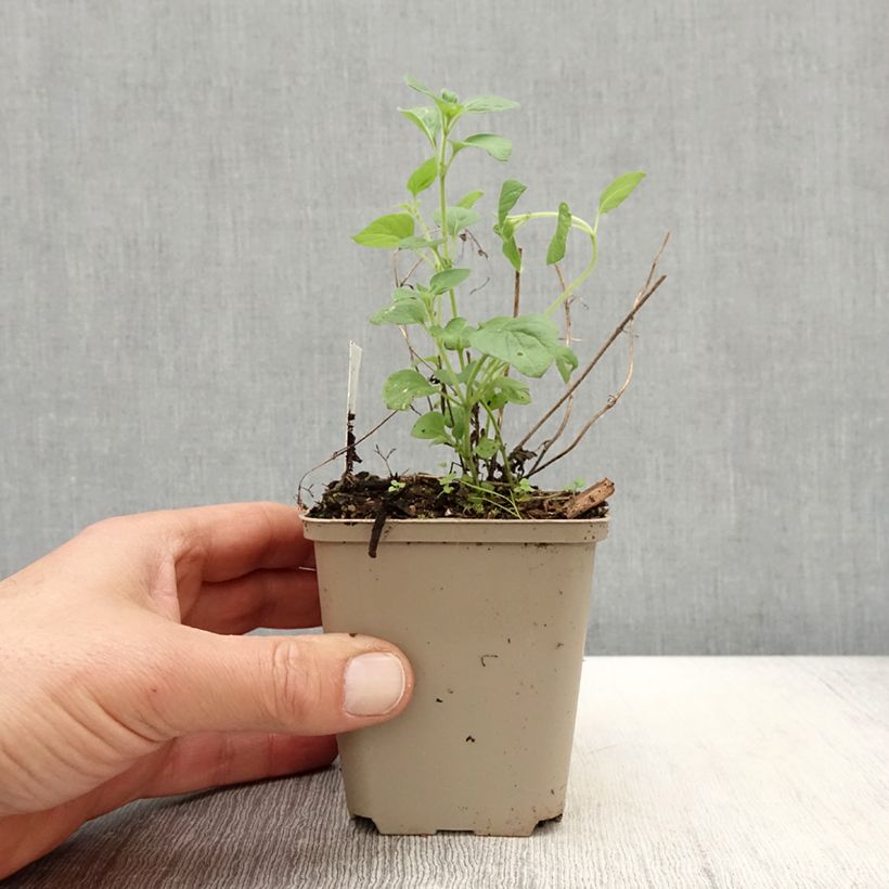 Calamintha nepeta Weisser Riese - Mentuccia comune Vasetto da 8/9 cm esemplare consegnato in primavera