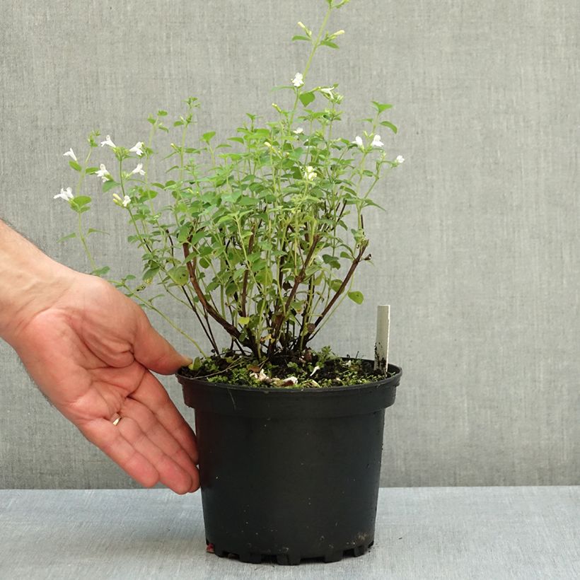 Esemplare di Calamintha sylvatica Menta - Mentuccia maggiore Vaso da 2L/3L come consegnato in autunno