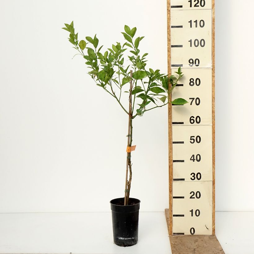 Citrus madurensis - Calamondino Vaso da 3L/4L, Multifusto esemplare consegnato in inverno