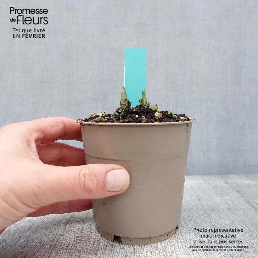 Calanthe Arizona Dream Vaso da 1L/1,5L esemplare consegnato in inverno