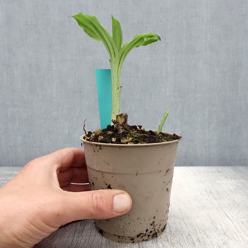 Calanthe Arizona Dream Vaso da 1L/1,5L esemplare consegnato in primavera