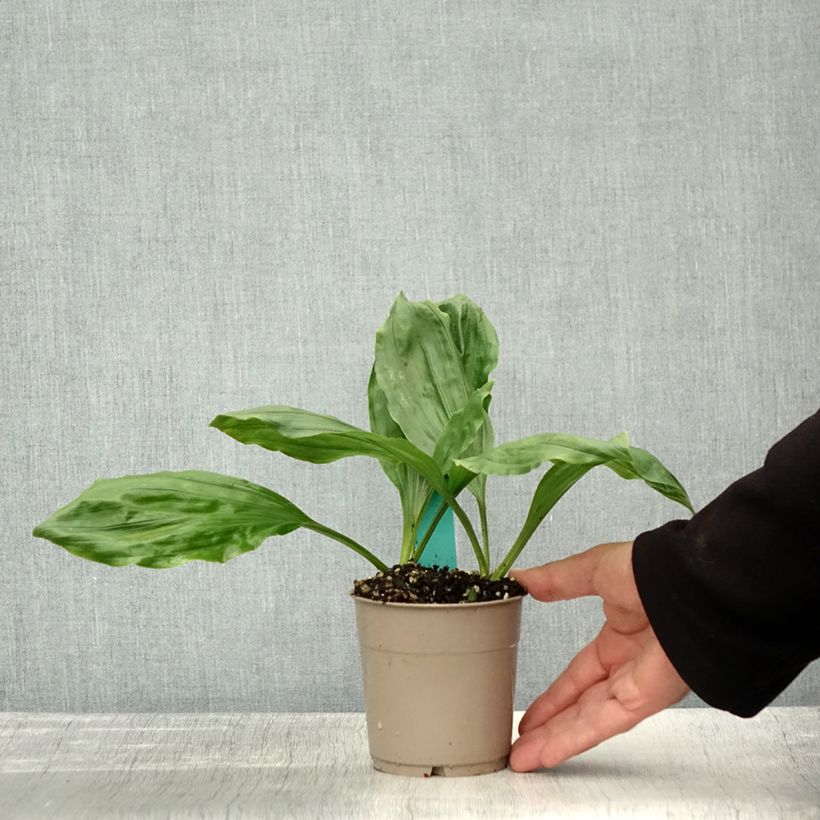Esemplare di Calanthe discolor Vaso da 1L/1,5L taglia I come consegnato in autunno