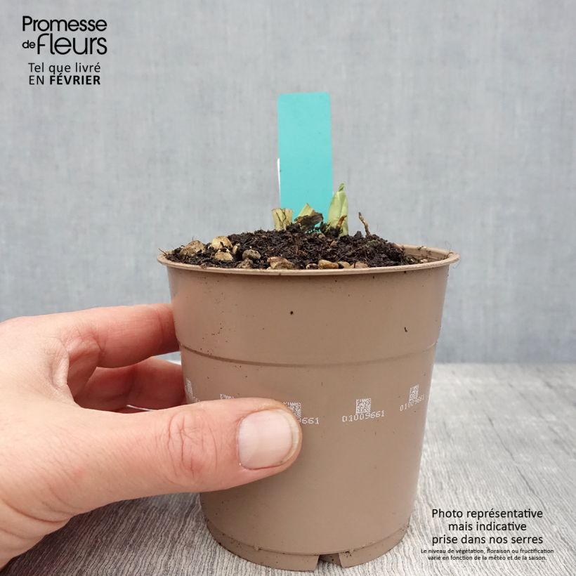 Calanthe discolor Vaso da 1L/1,5L taglia I esemplare consegnato in inverno