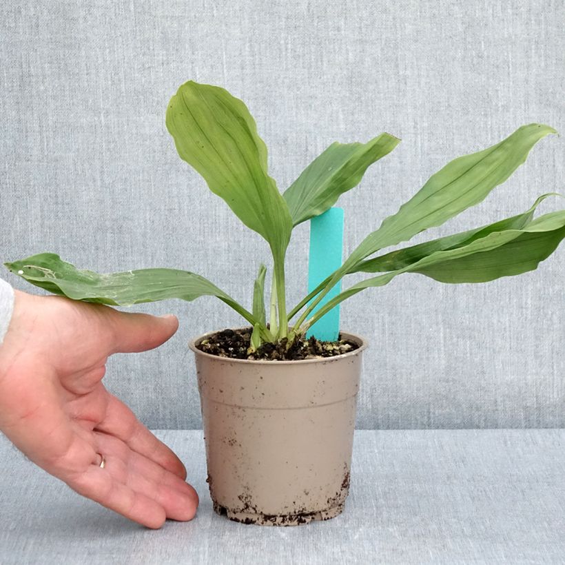 Calanthe discolor Vaso da 1L/1,5L taglia I esemplare consegnato in primavera