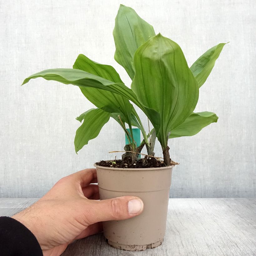 Esemplare di Calanthe Olive Green Vaso da 1,5L/2L come consegnato in autunno