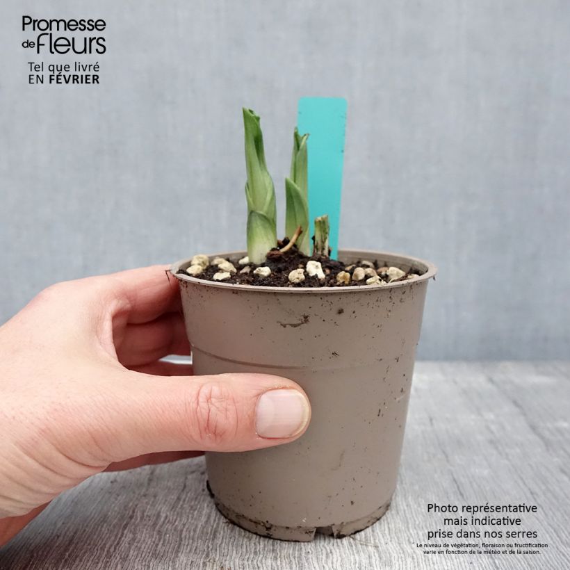 Calanthe Olive Green Vaso da 1,5L/2L esemplare consegnato in inverno