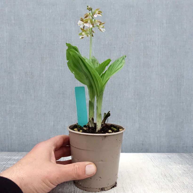 Calanthe Olive Green Vaso da 1,5L/2L esemplare consegnato in primavera