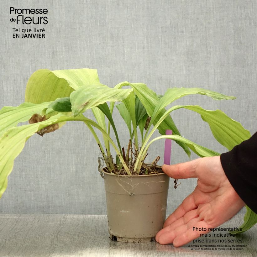 Calanthe Pink & Cream Vaso da 1,5L/2L esemplare consegnato in inverno