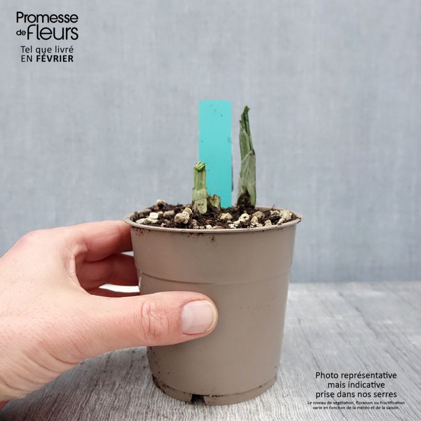 Calanthe Red Sunset Vaso da 1L/1,5L esemplare consegnato in inverno