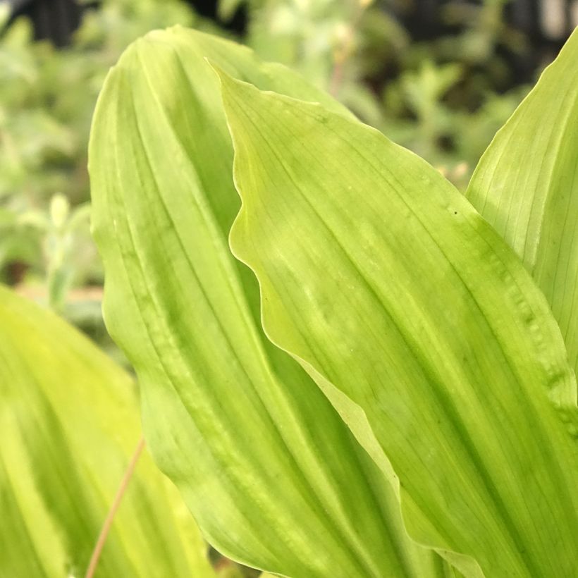 Calanthe sieboldii Light (Fogliame)