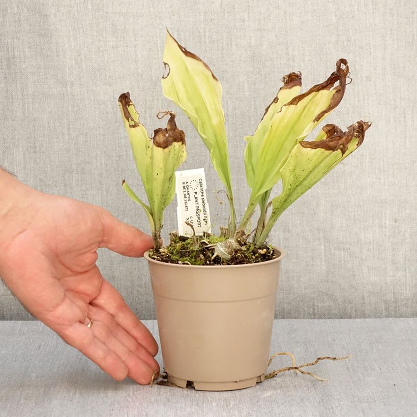 Esemplare di Calanthe sieboldii Light Vaso da 1L/1,5L come consegnato in autunno