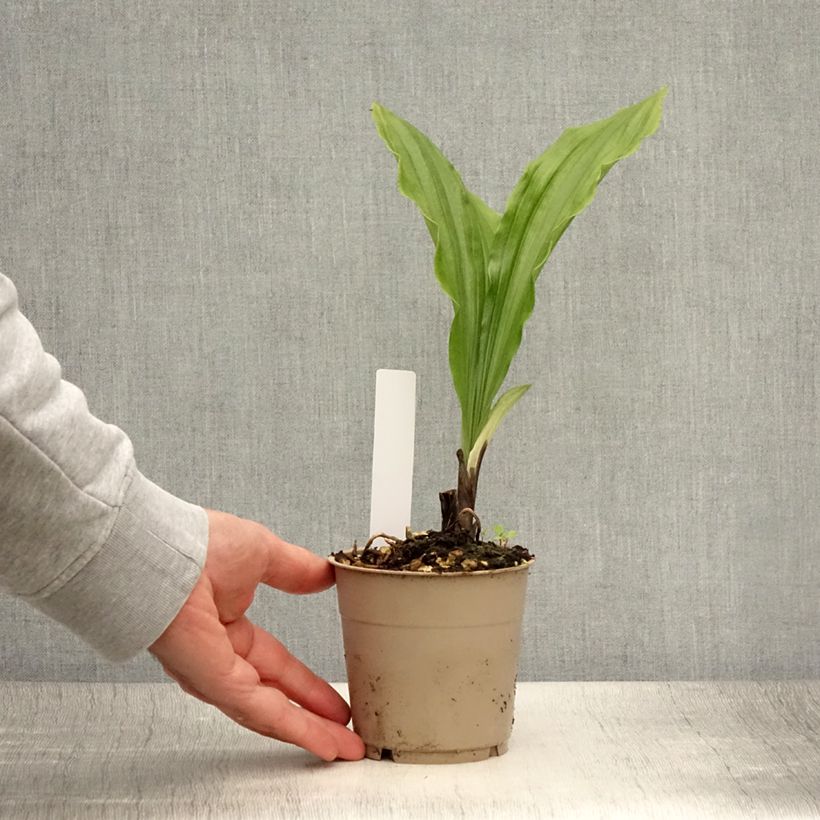 Esemplare di Calanthe sieboldii Light Vaso da 1L/1,5L consegnato in estate
