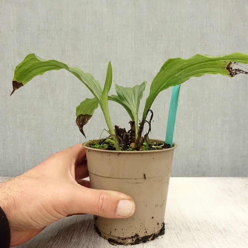 Esemplare di Calanthe Takane Vaso da 1L/1,5L come consegnato in autunno