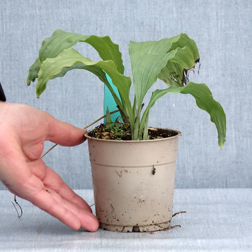 Calanthe Takane Vaso da 1L/1,5L esemplare consegnato in inverno