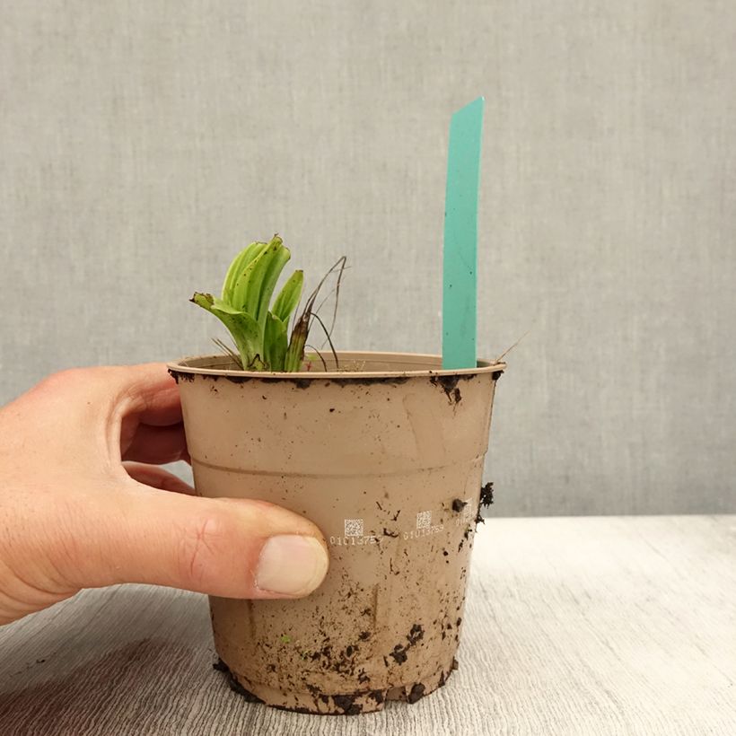Esemplare di Calanthe tricarinata Vaso da 1L/1,5L taglia I come consegnato in autunno