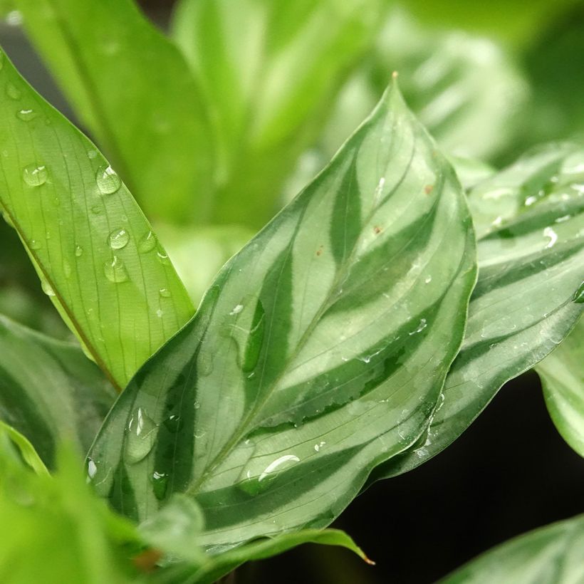 Calathea Freddie (Fogliame)