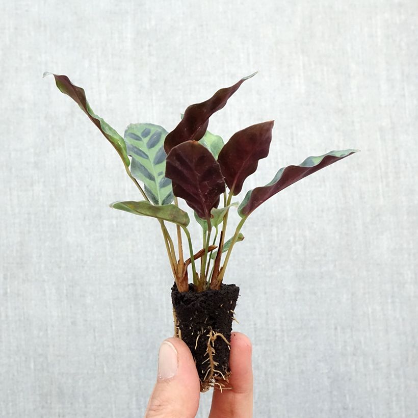 Esemplare di Calathea insignis Mini-plante come consegnato in autunno