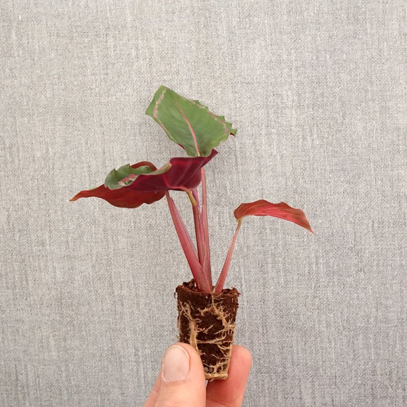 Calathea Medallion Mini-plante esemplare consegnato in primavera