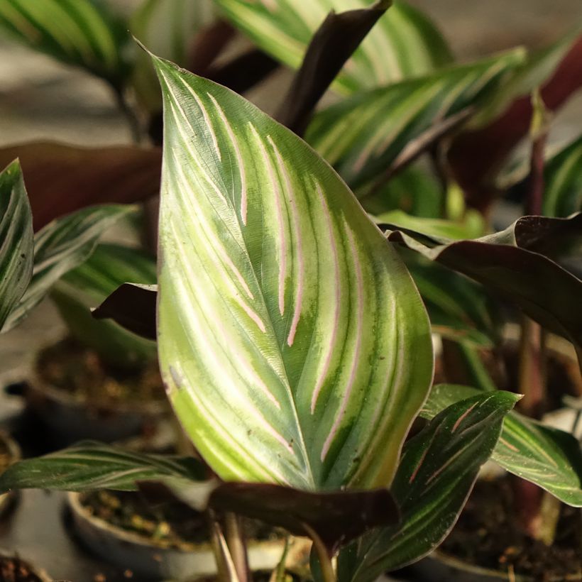 Calathea Meili (Fogliame)