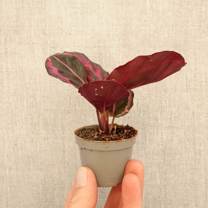 Calathea Princess Jessie mini-pianta esemplare consegnato in primavera