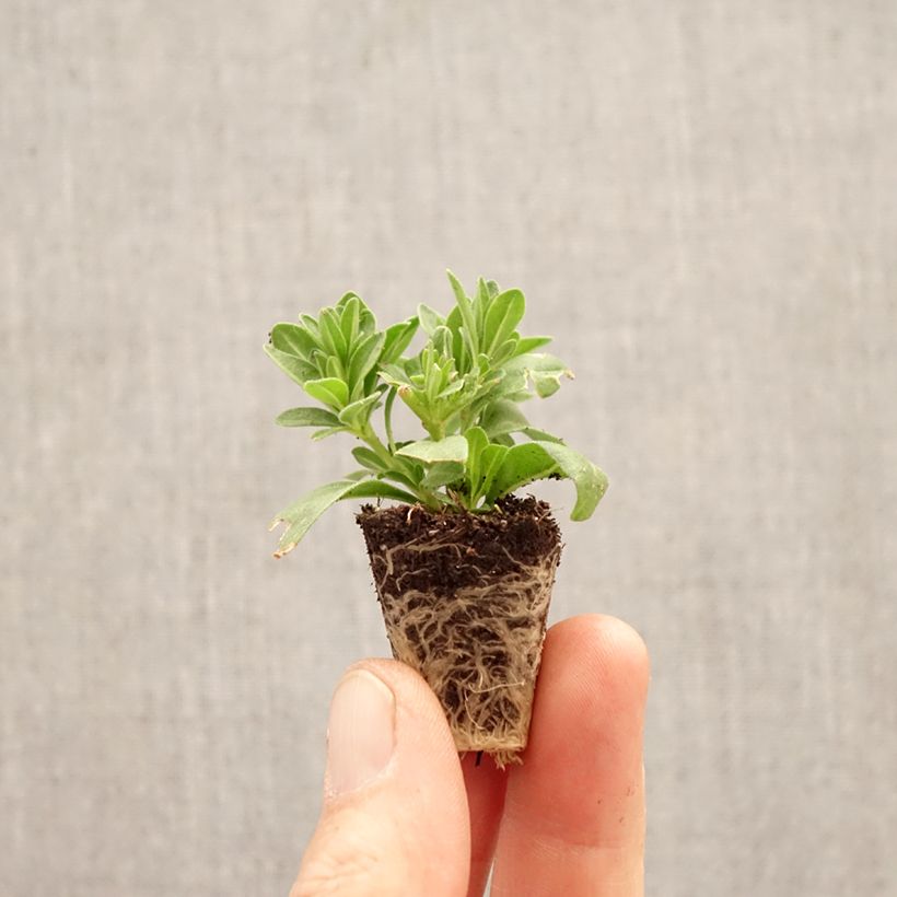 Calibrachoa Cabaret Special Diva Cherry - Petunia nana mini zolla... esemplare consegnato in primavera