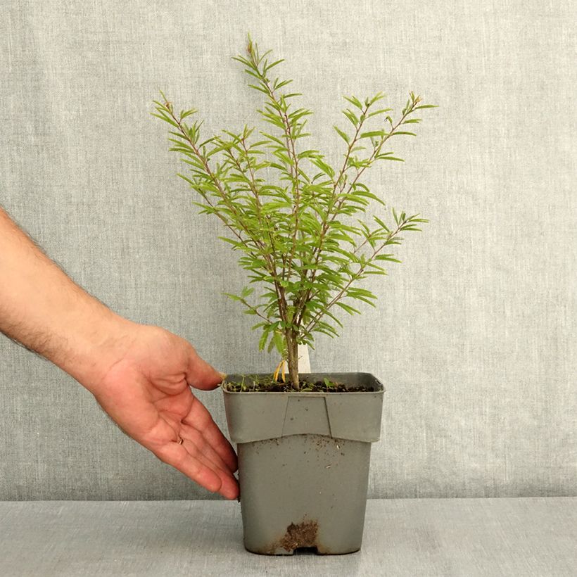 Esemplare di Calliandra surinamensis Dixie Pink Vaso da 2L/3L consegnato in estate